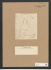 Surirella baltica Schum. (de-Toni-Nr.: Genus 53, Species 2248) Zeichnungen Sammlung Grunow Nr. 4680 (NHMW-BOT-W0372752)